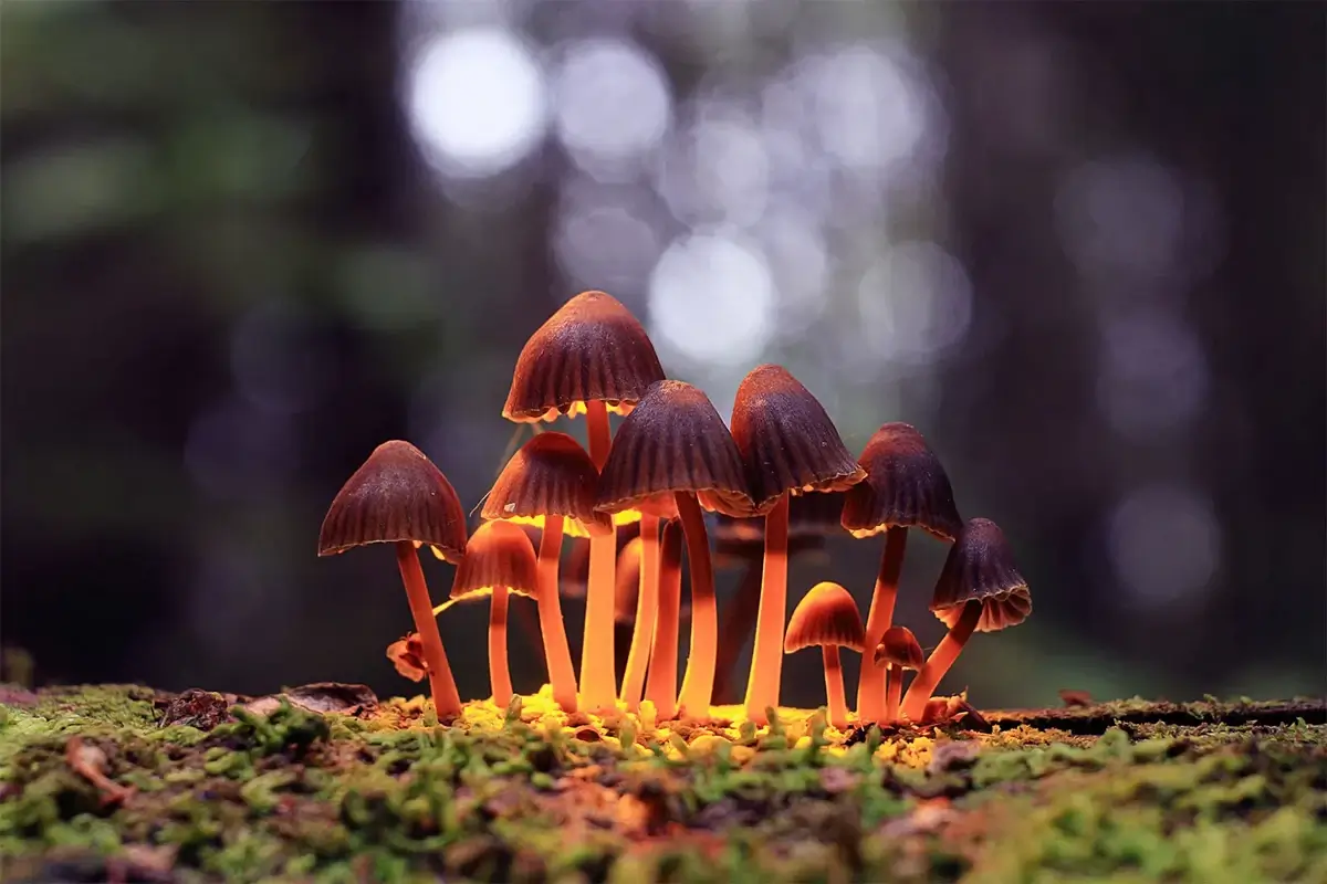 Psilocybe mushrooms in a natural setting