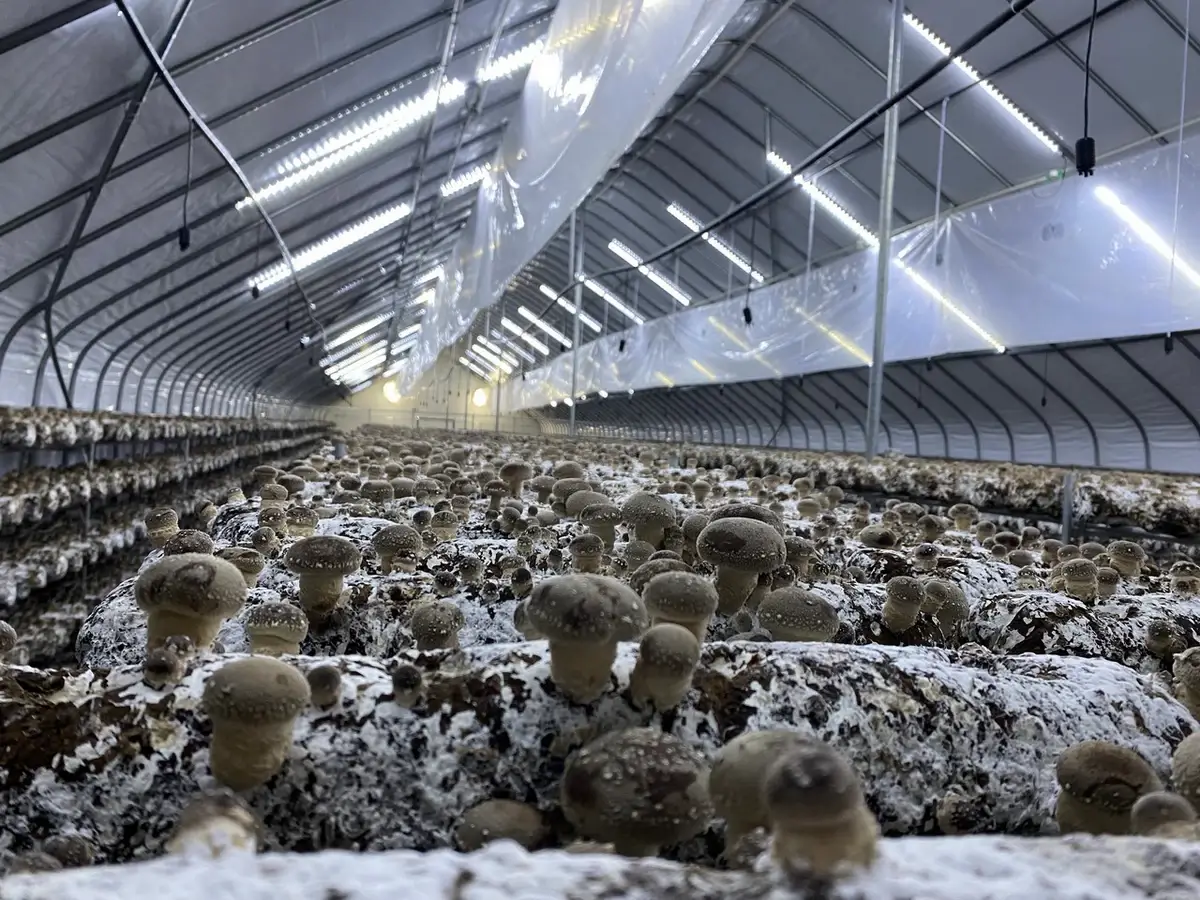 Shiitake mushroom cultivation in a modern farm