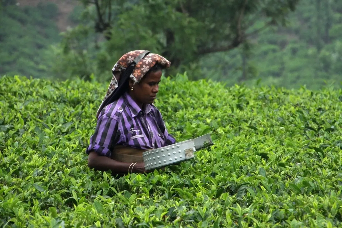 Sustainable tea farm
