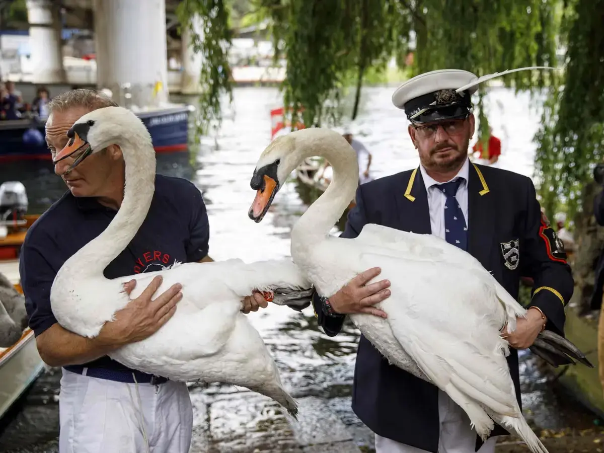 Thames Swans Upping ceremony