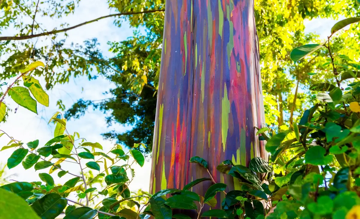 The colorful bark of the rainbow eucalyptus