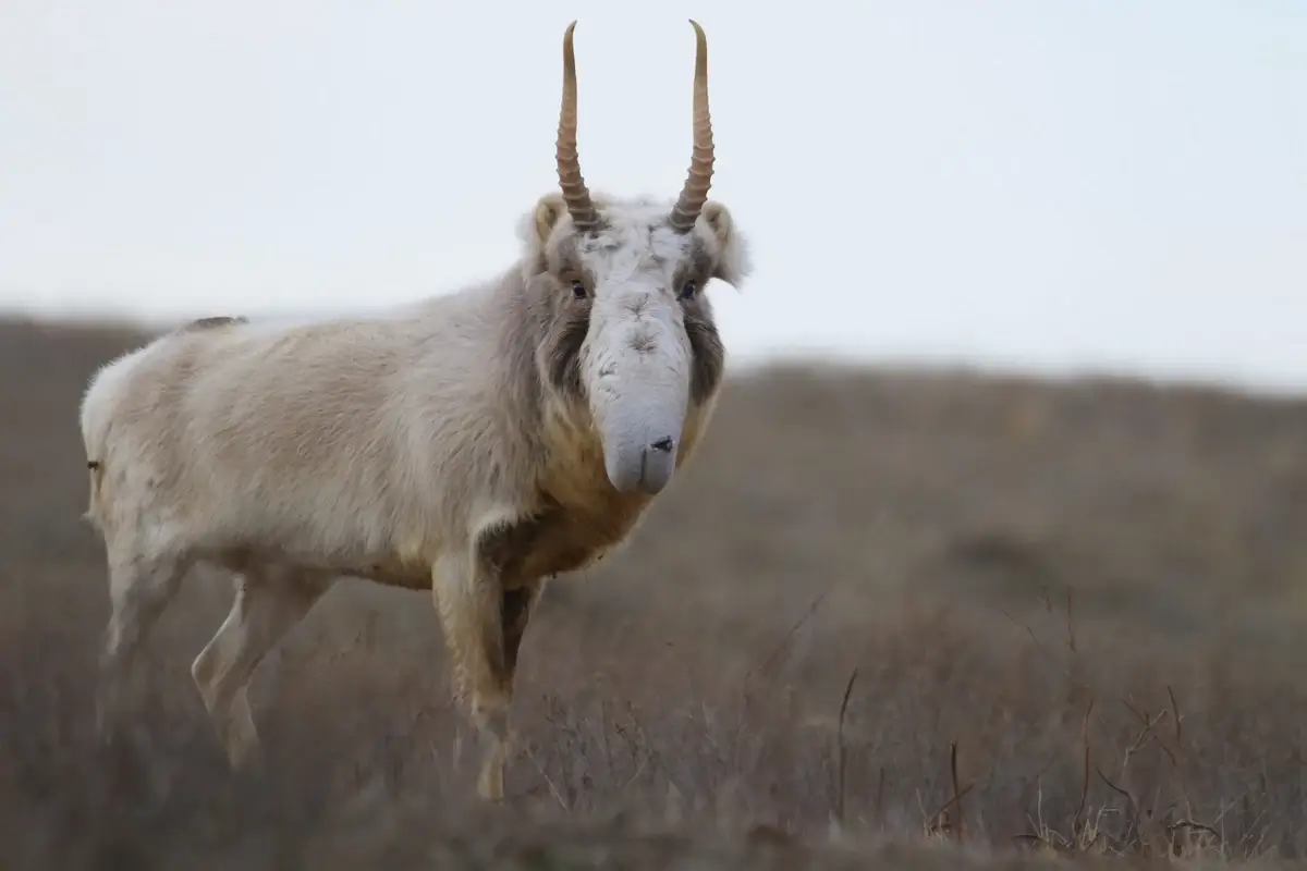 The saiga antelope in Kazakhstan