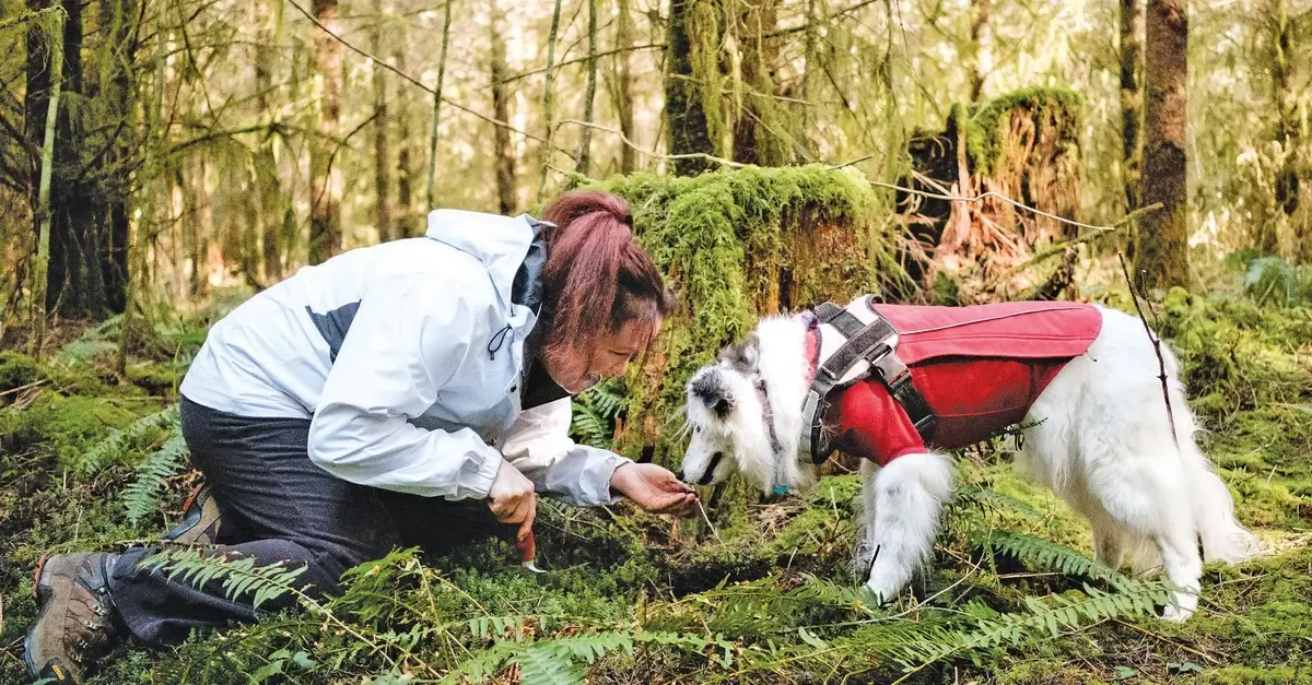 Truffle hunting with dogs in a European forest