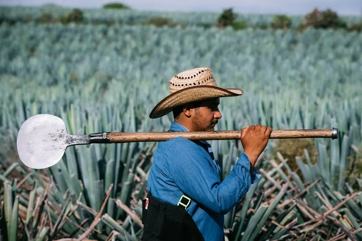A jimador at work in an agave field