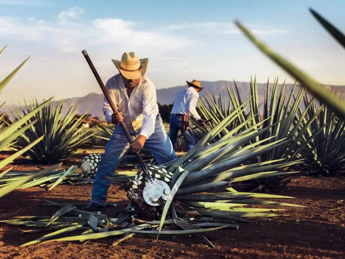 A jimador harvesting the piña from an agave plant