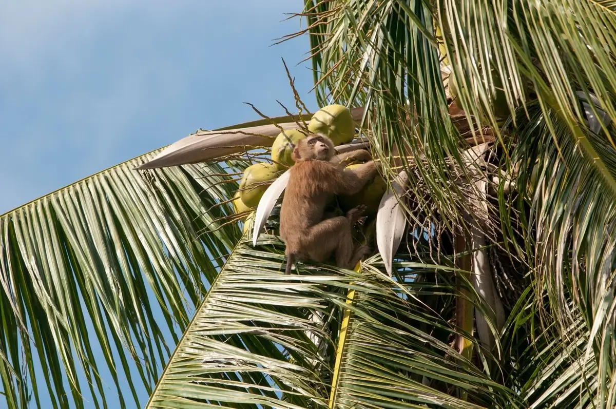 A monkey on a coconut tree