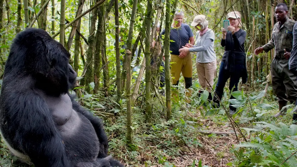 A tourist group trekking in the Ugandan forests on a gorilla tracking adventure