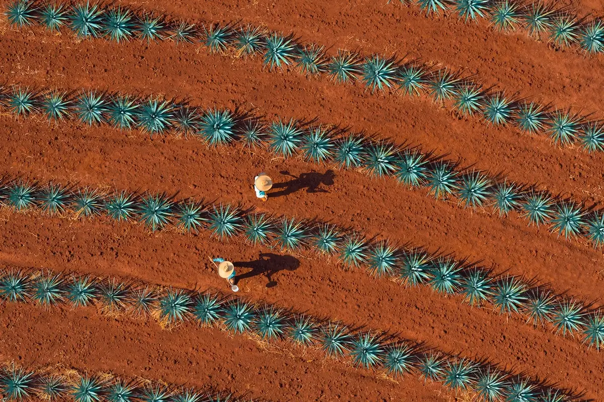 Aerial view of agave field in Jalisco