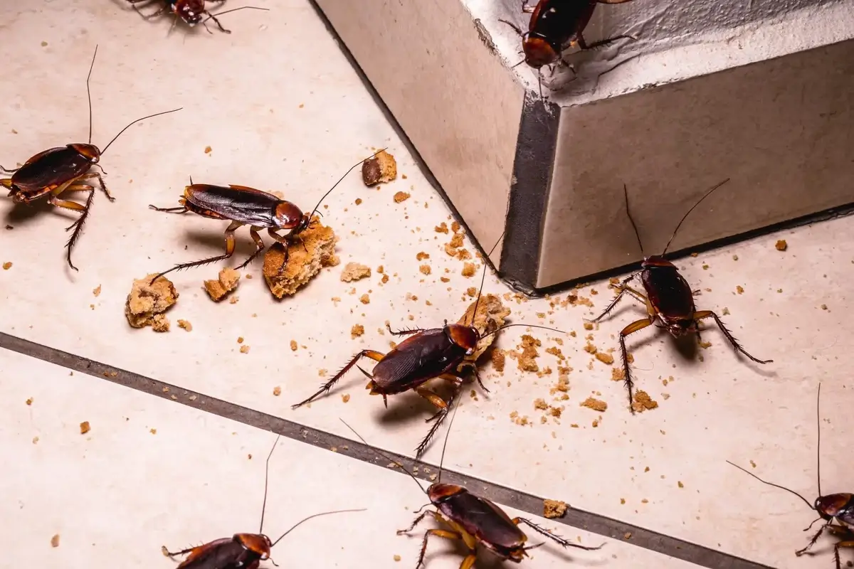 Alternative Natural Methods for Cockroach Control