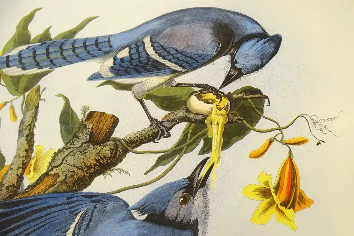 An illustration from Audubon's "The Birds of America"