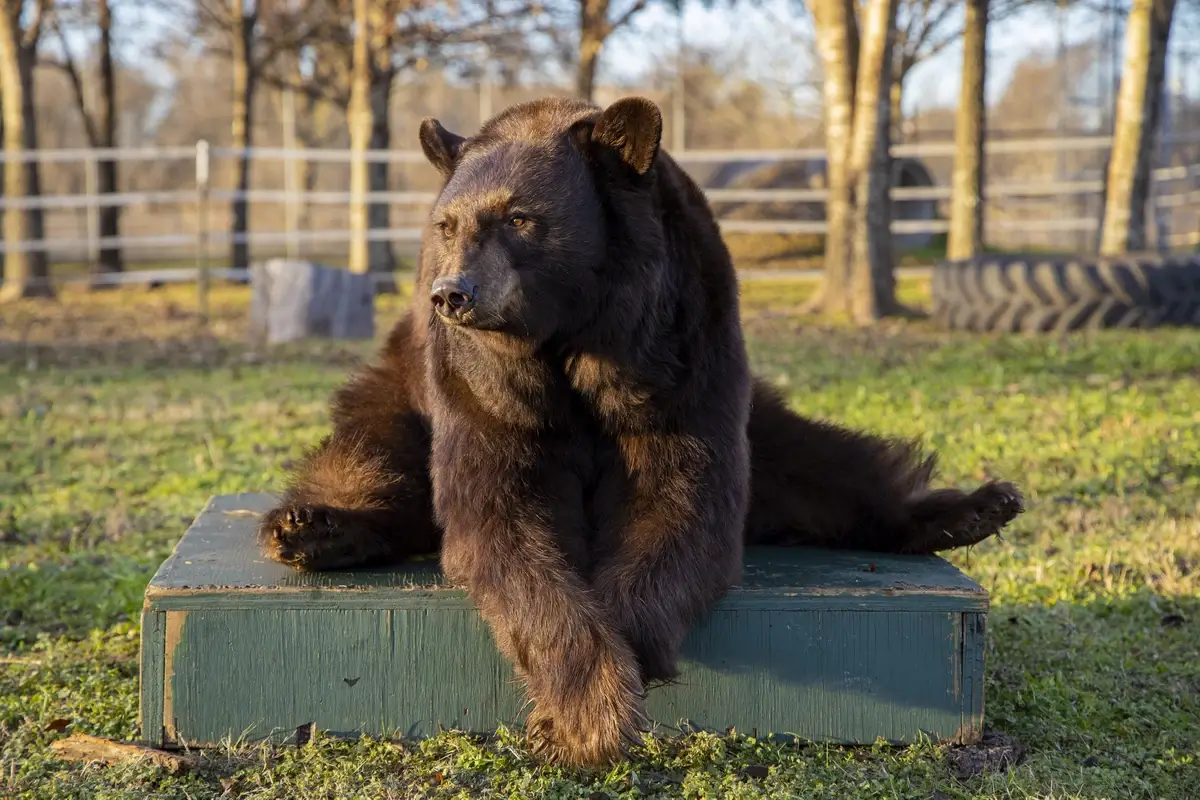 Baylor University's live bear mascot in its habitat