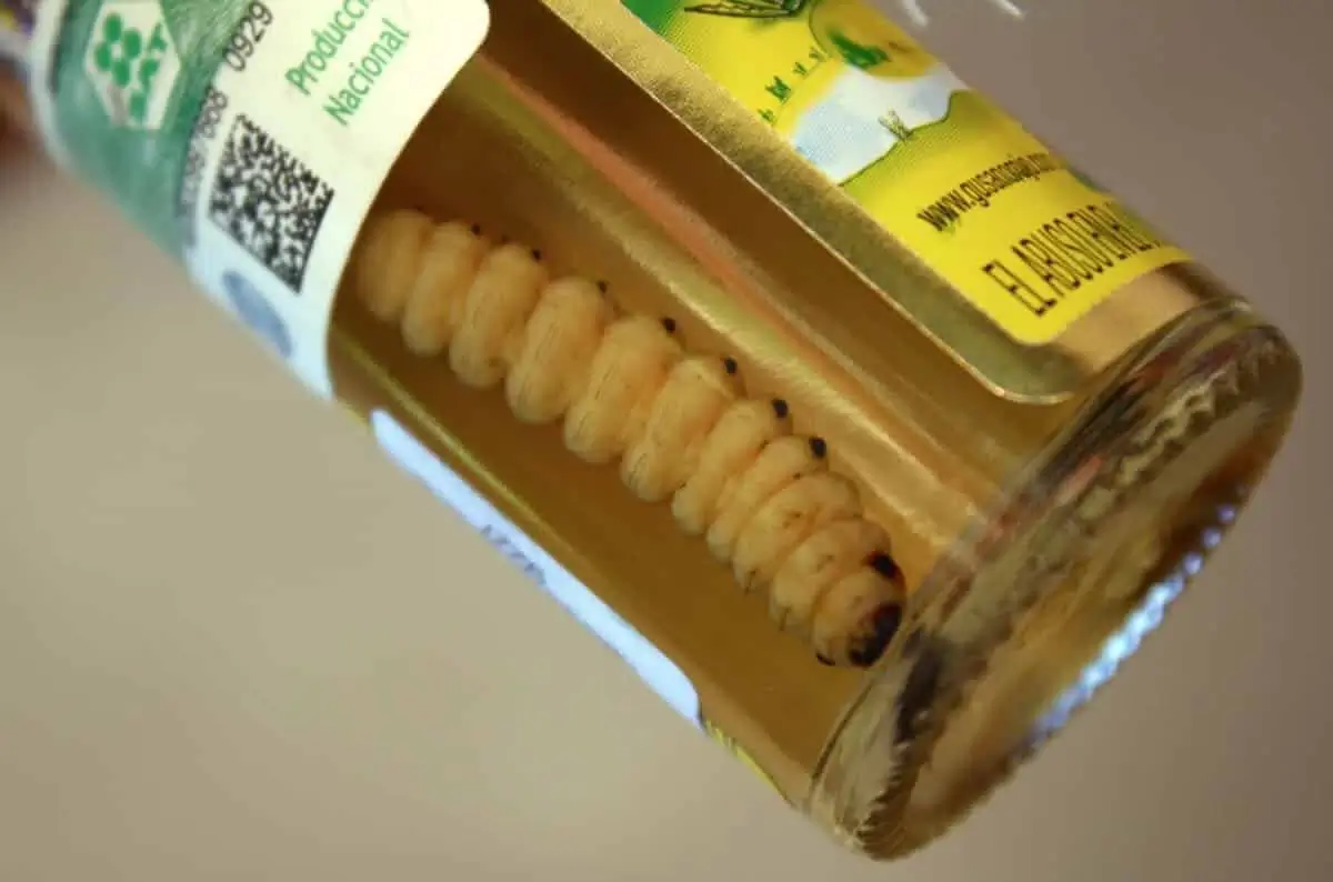 Close-up of a mezcal bottle with a worm