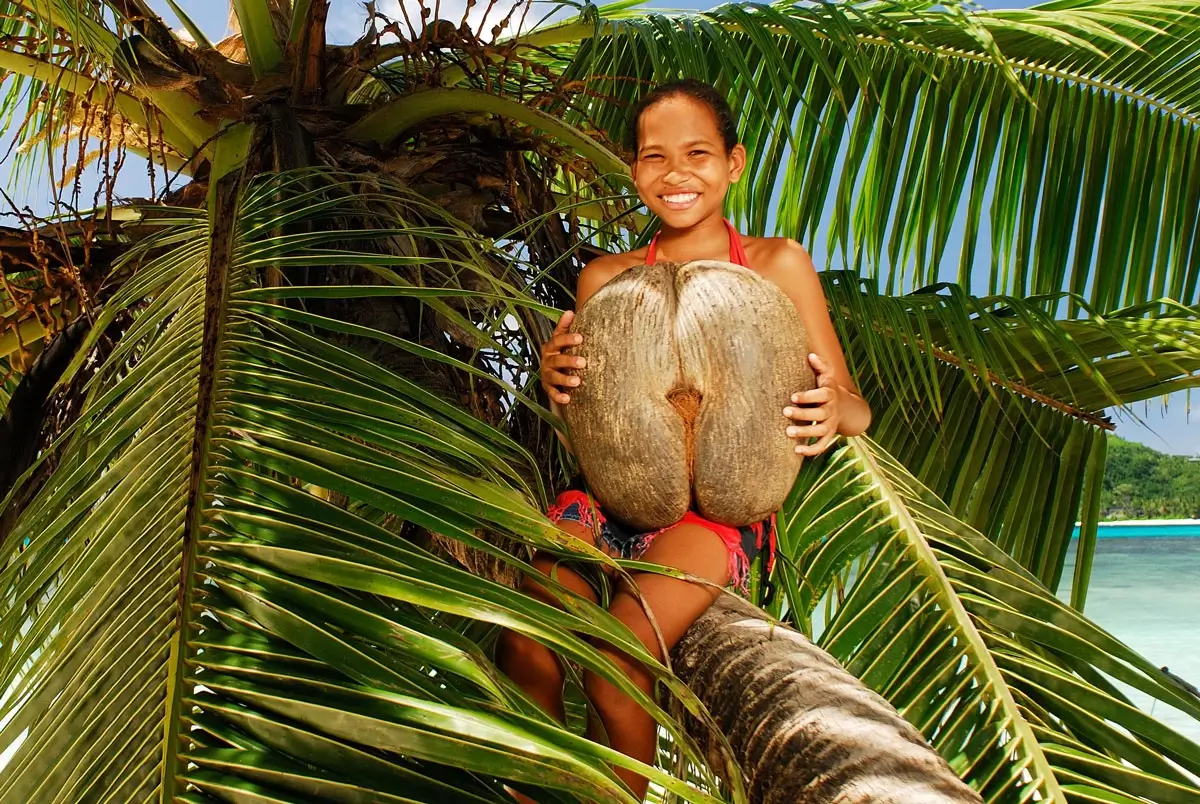 Coco de Mer coconut