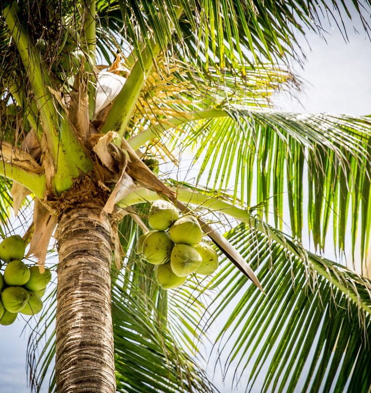 Coconut Tree fun facts