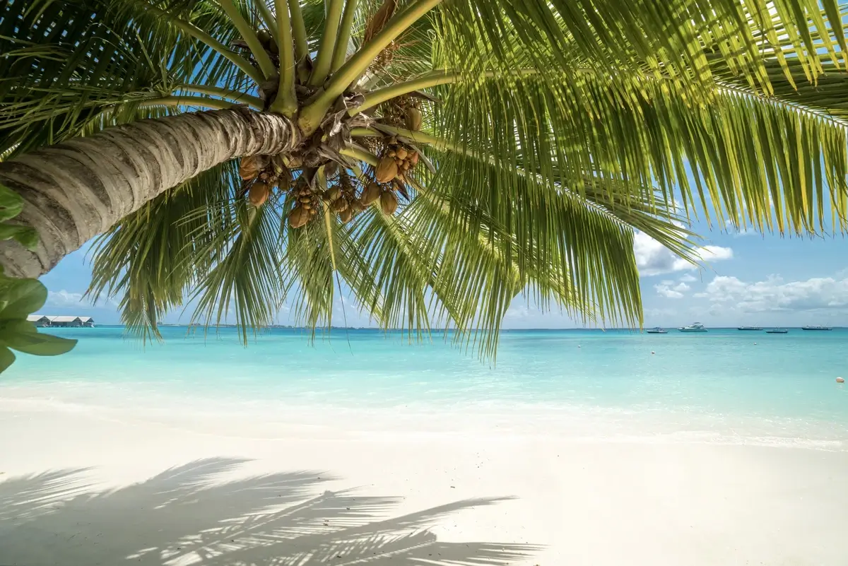 Coconut palms on a Maldivian beach