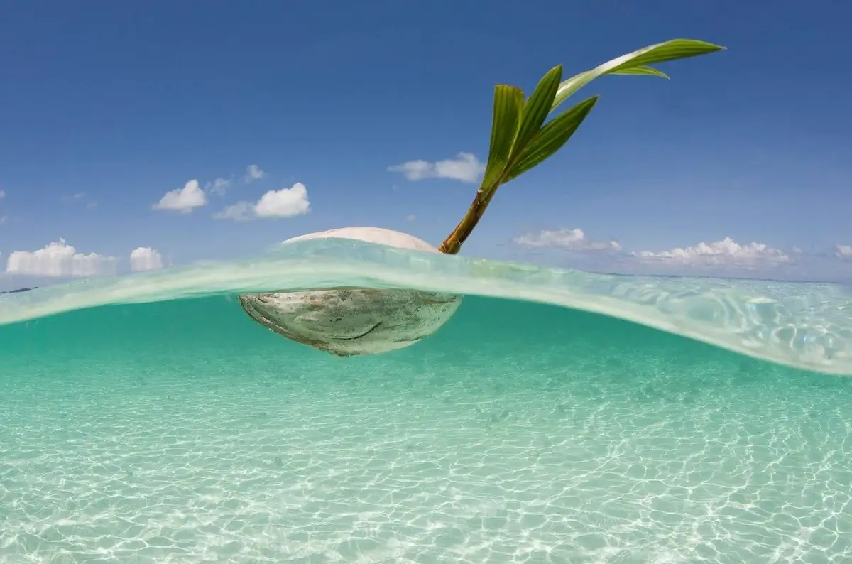 Coconut seed floating in the ocean