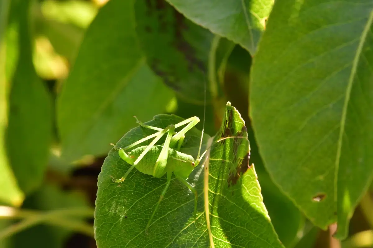 Cricket green mimicry