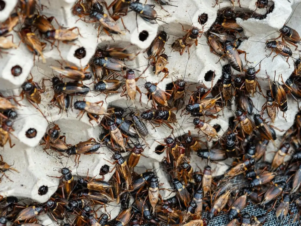 Crickets overcrowding leads to cannibalism