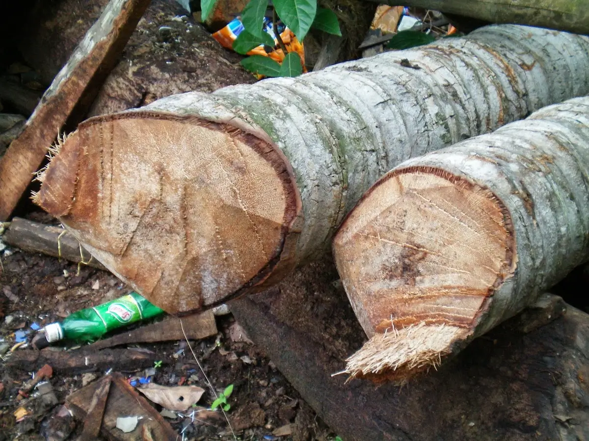 Cut coconut tree trunk