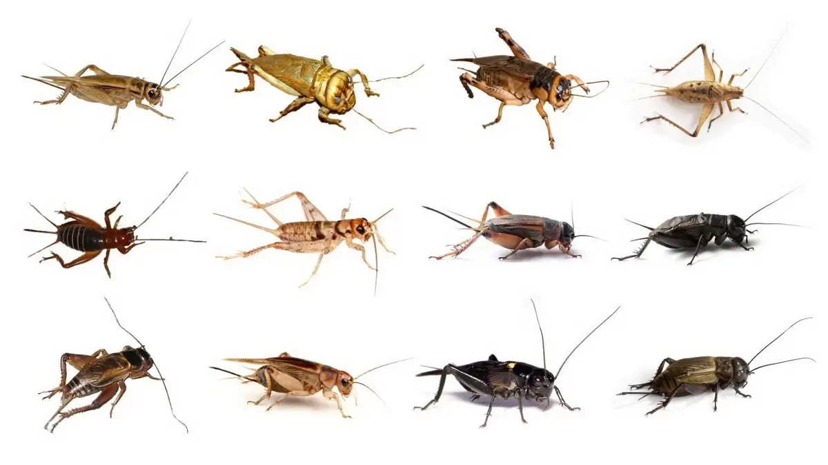 Different cricket species