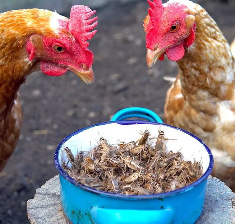 Do Chickens Eat Crickets?