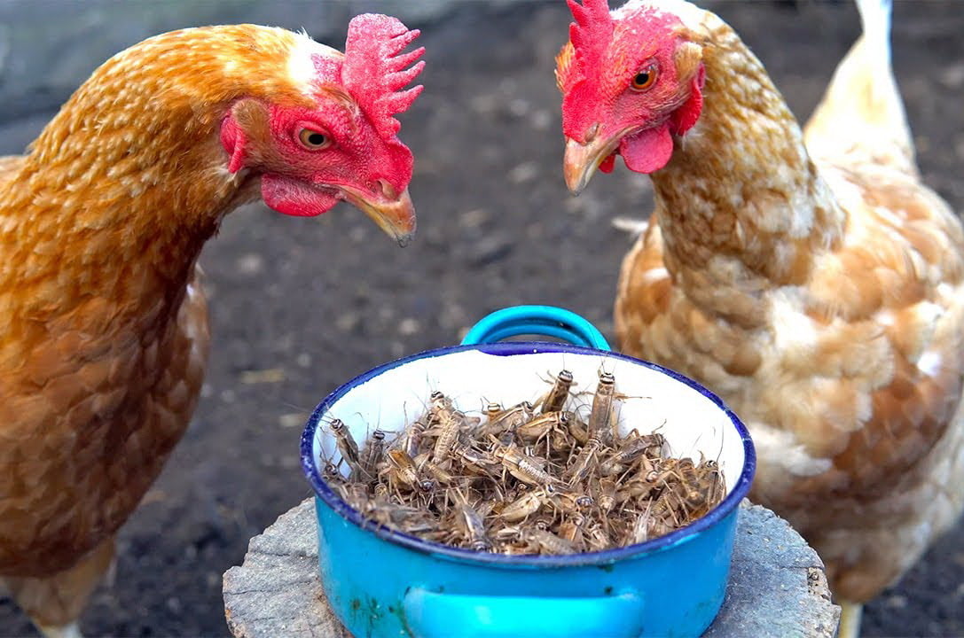 Do Chickens Eat Crickets?