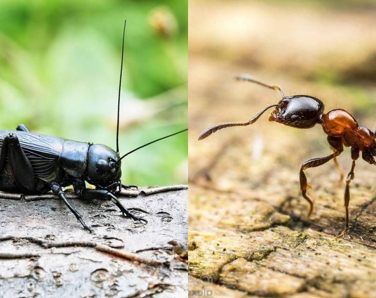 Do Crickets Eat Ants?