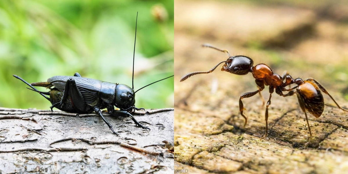 Do Crickets Eat Ants?