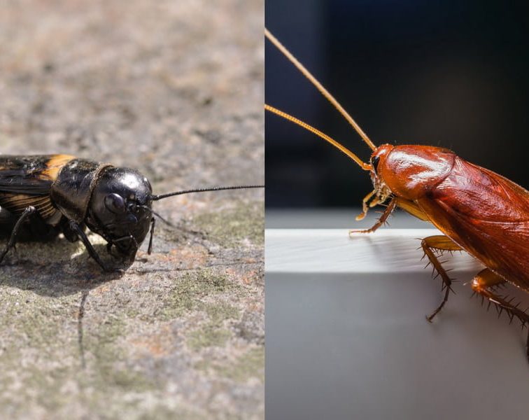 Do Crickets Eat Cockroaches?