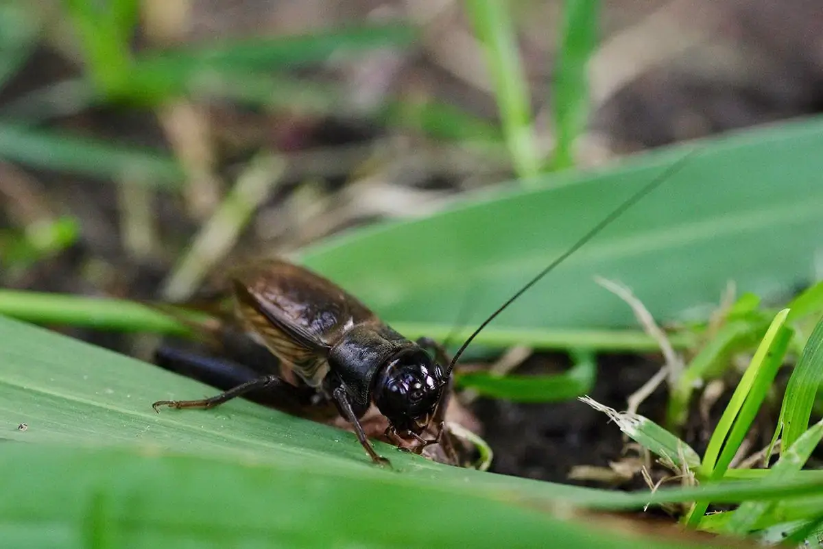 Ecological impact of crickets