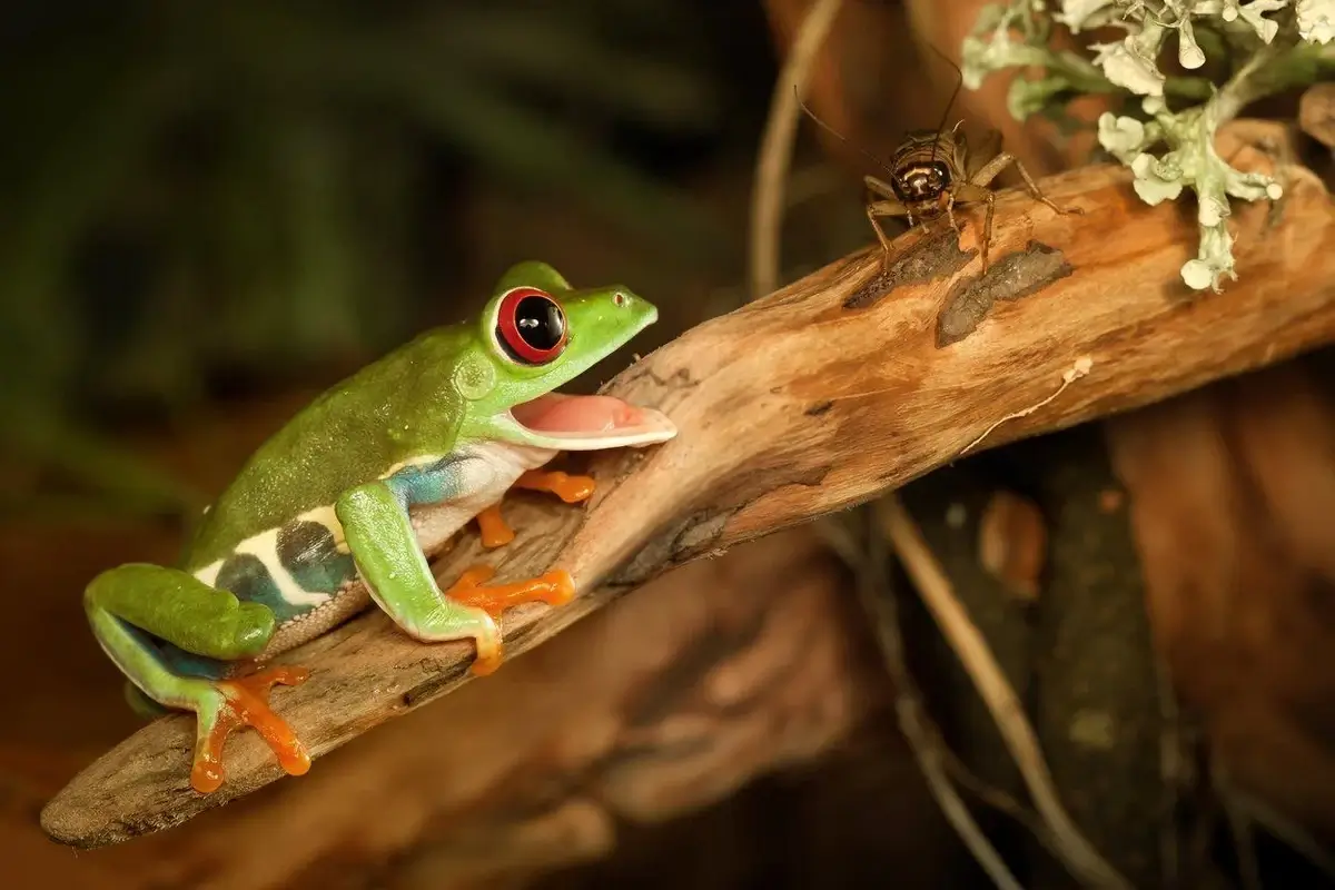 Frog eats cricket