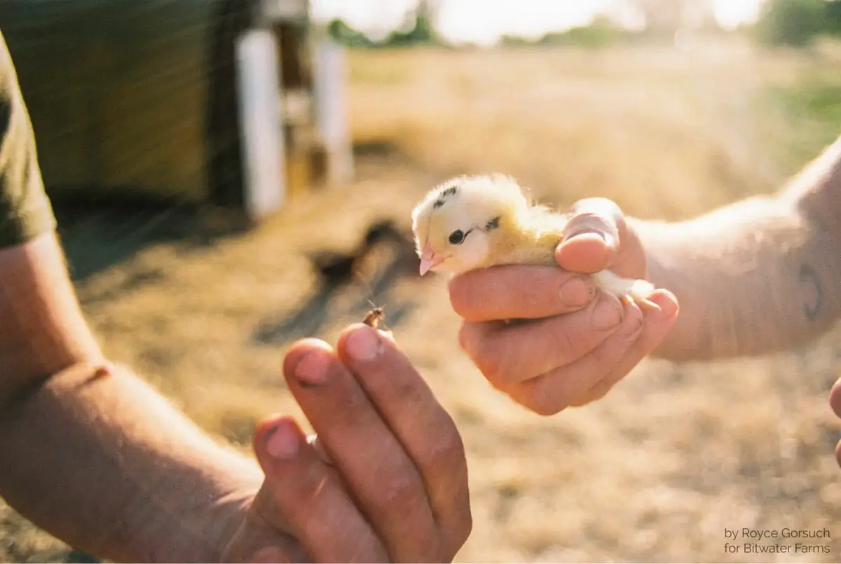 Special Considerations for Baby Chickens