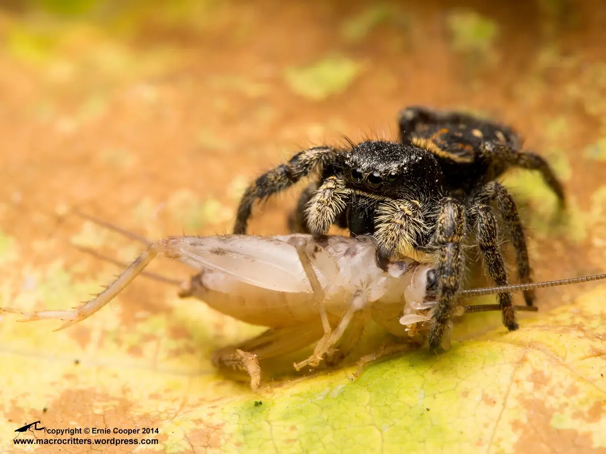 Spider eats cricket