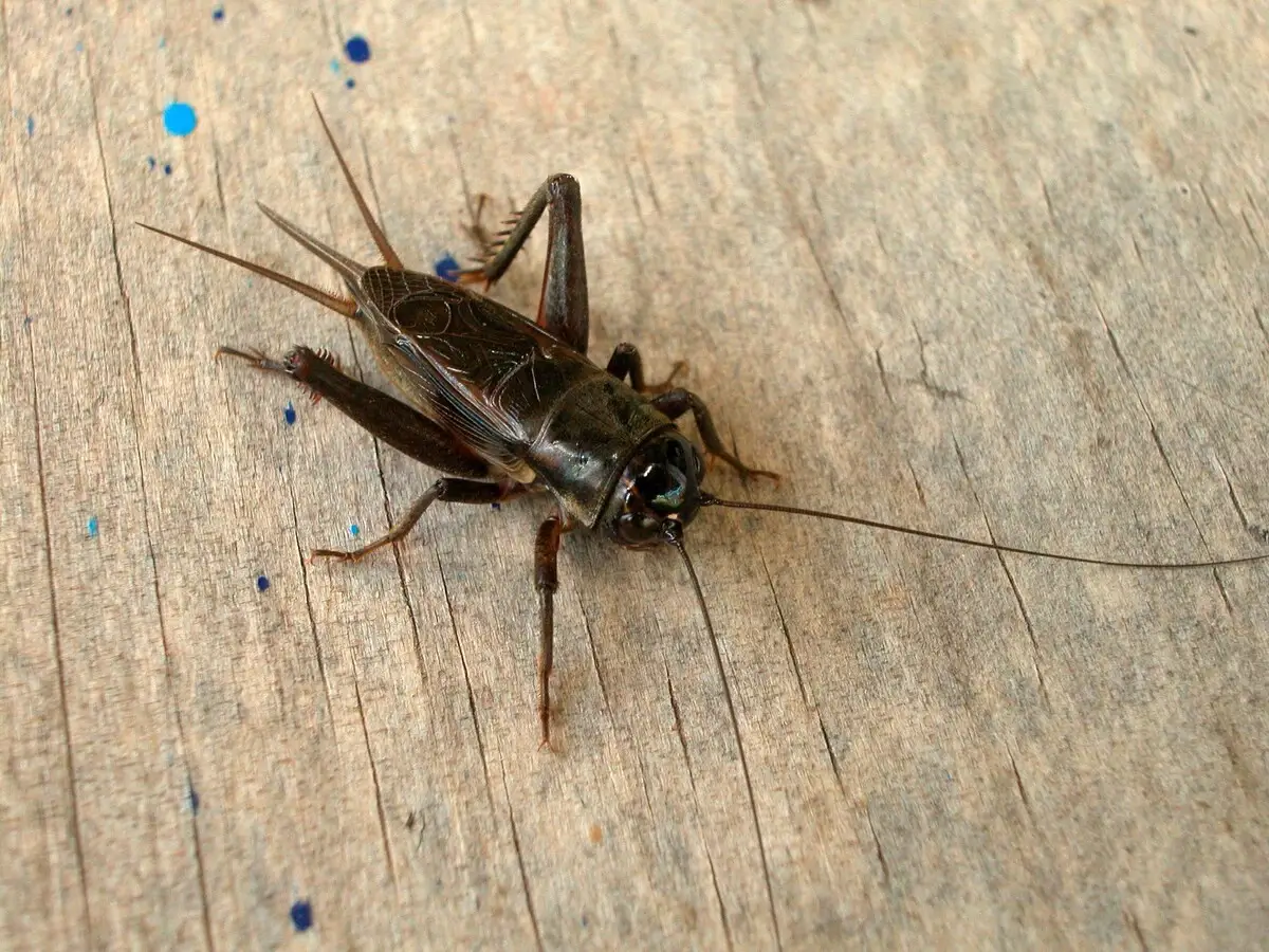 The Teleogryllus oceanicus cricket