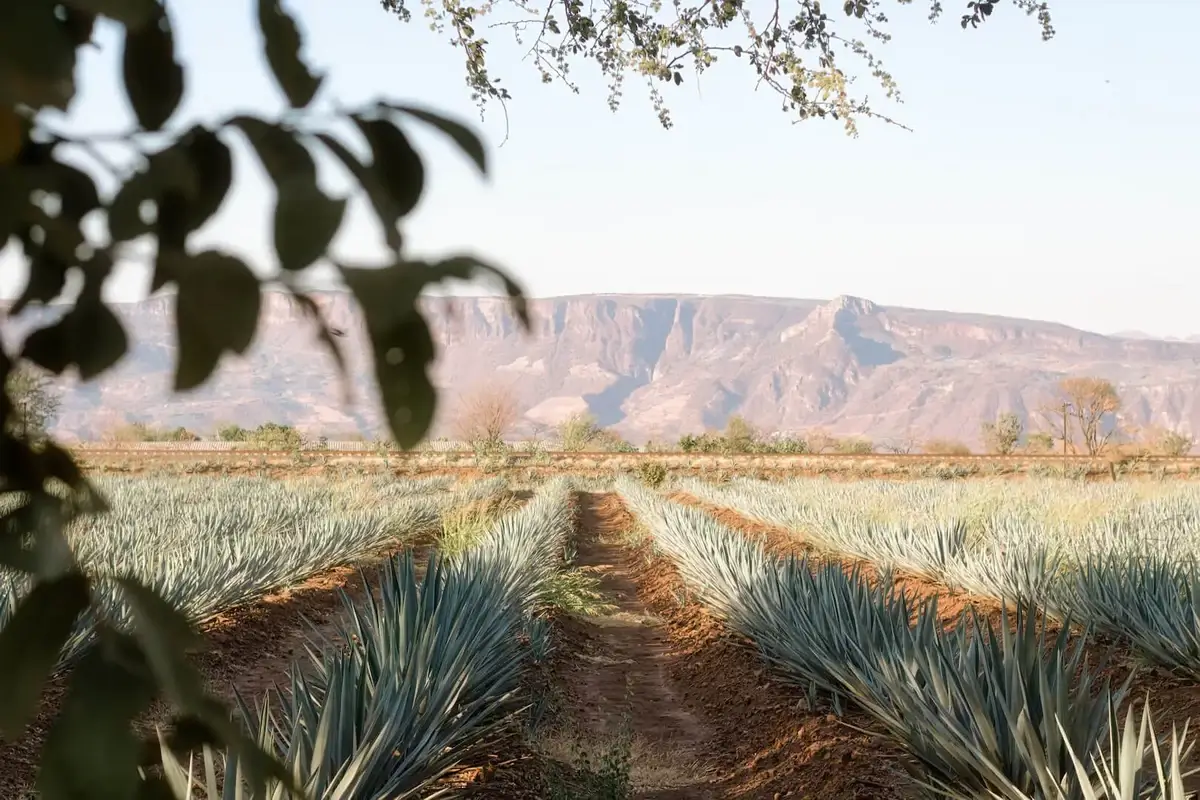 The agave landscape of Jalisco, Mexico