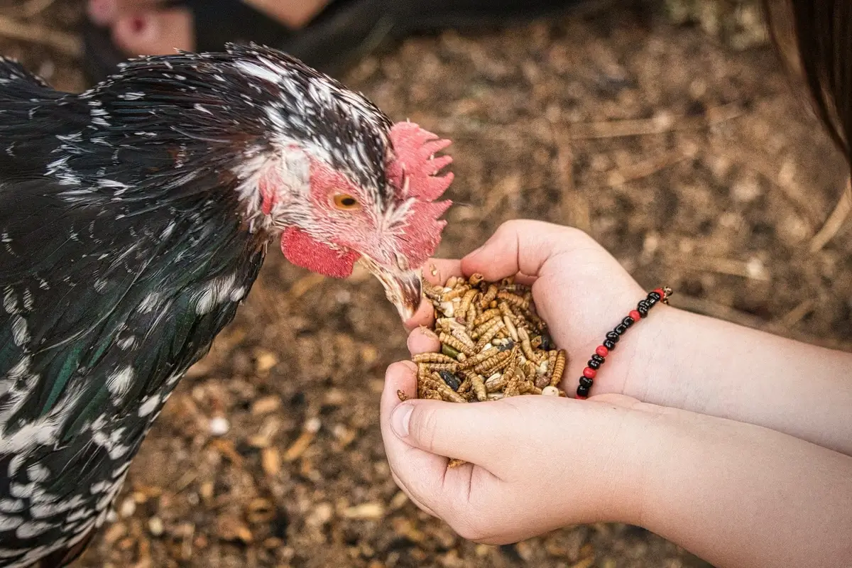 Chicken eat mealworms