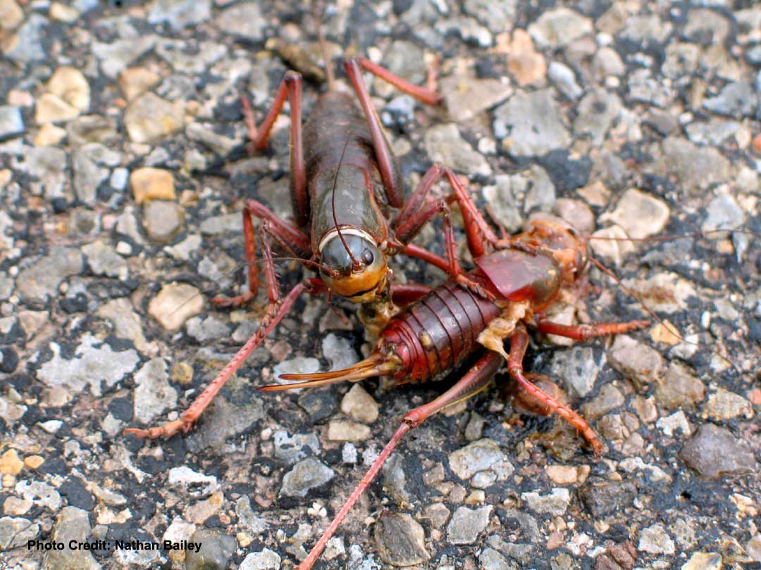 Do crickets eat each other?