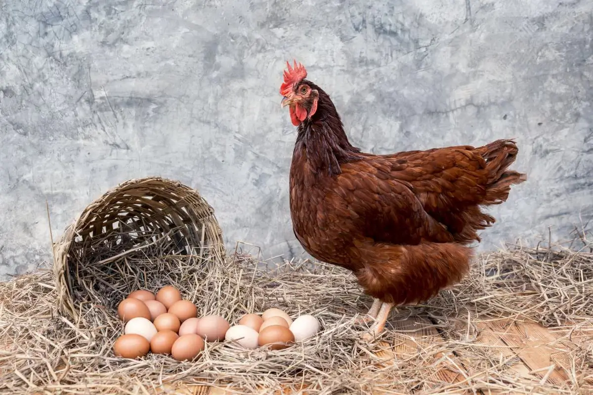 A Rhode Island Red next to the laid eggs