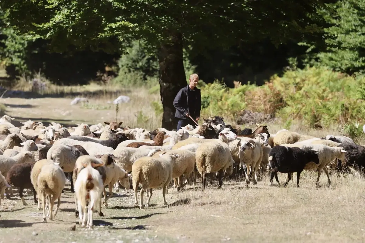 Albanian mountains dotted with herds of sheep and goats