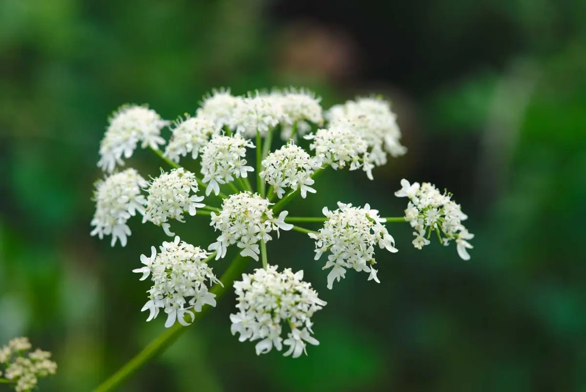 Angelica plant in bloom