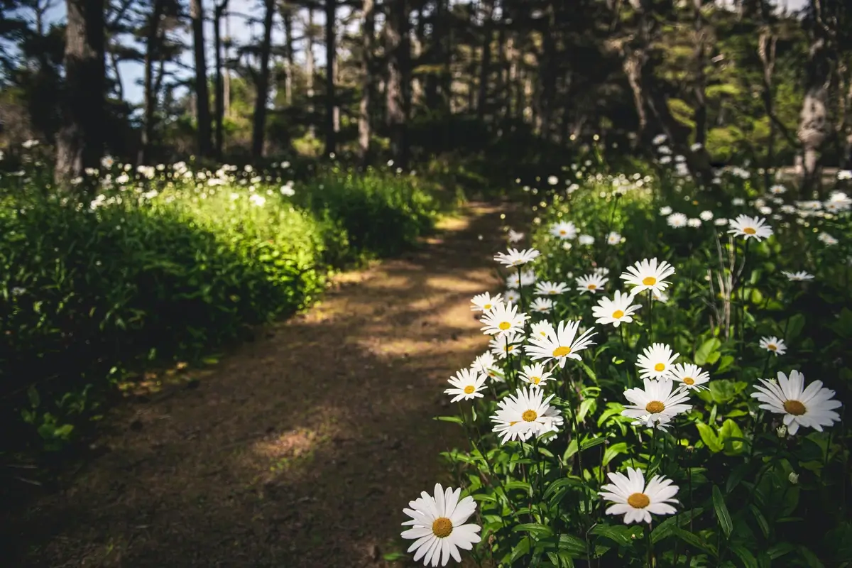 Daisies grow along the road in the forest