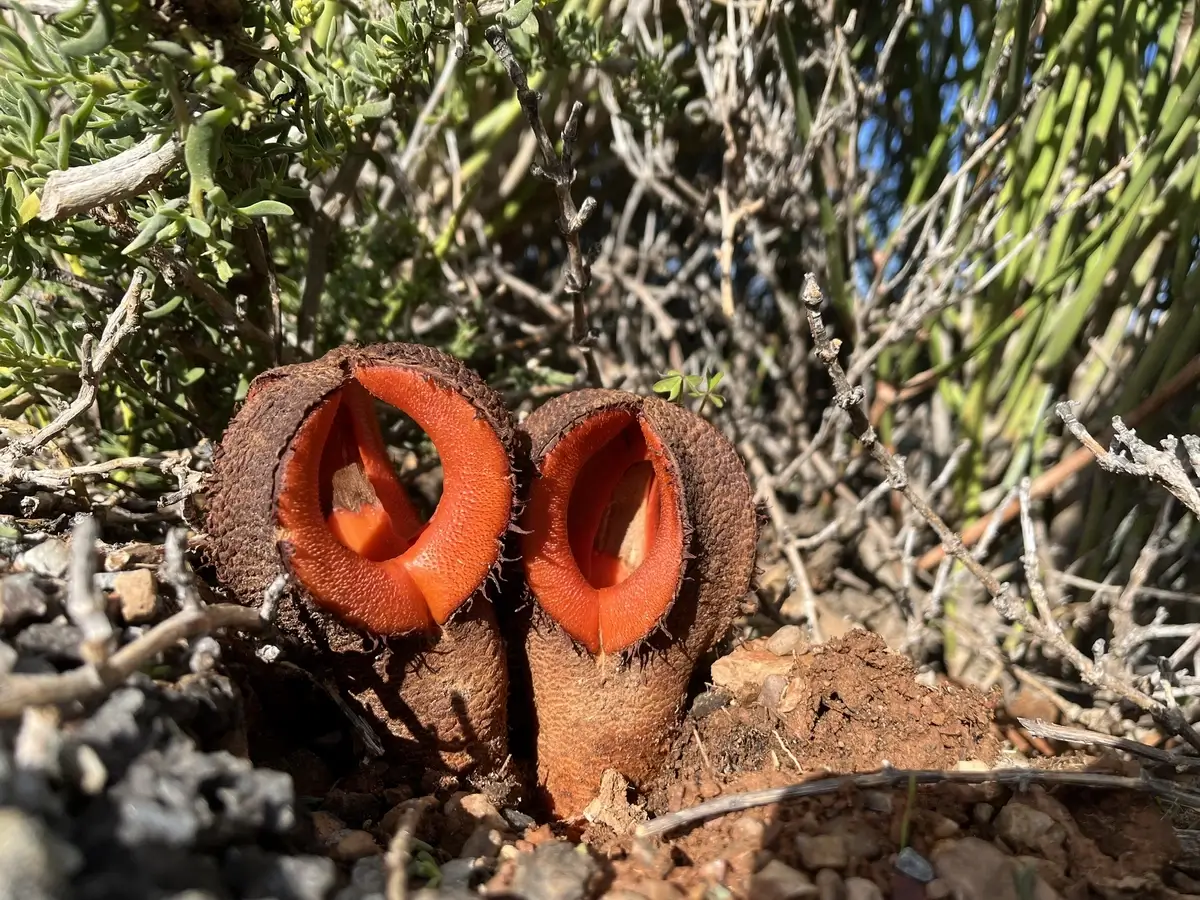 Hydnora africana flowers