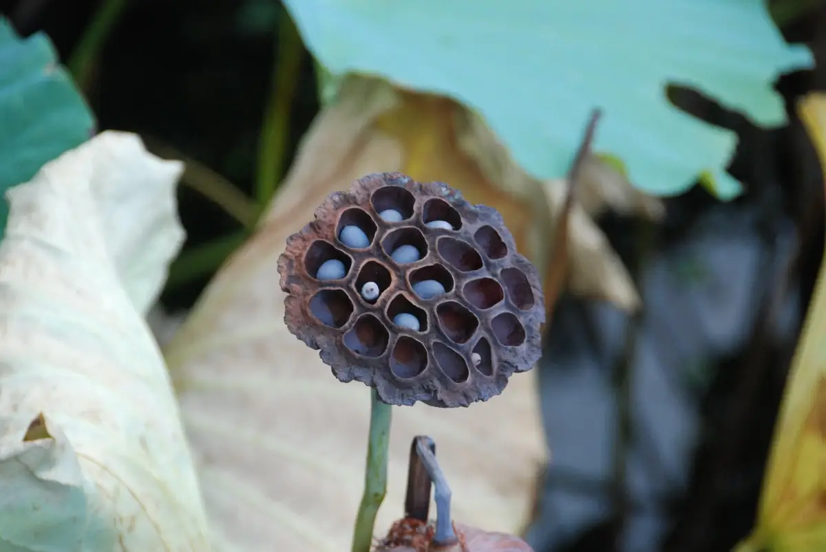 Lotus seed pod