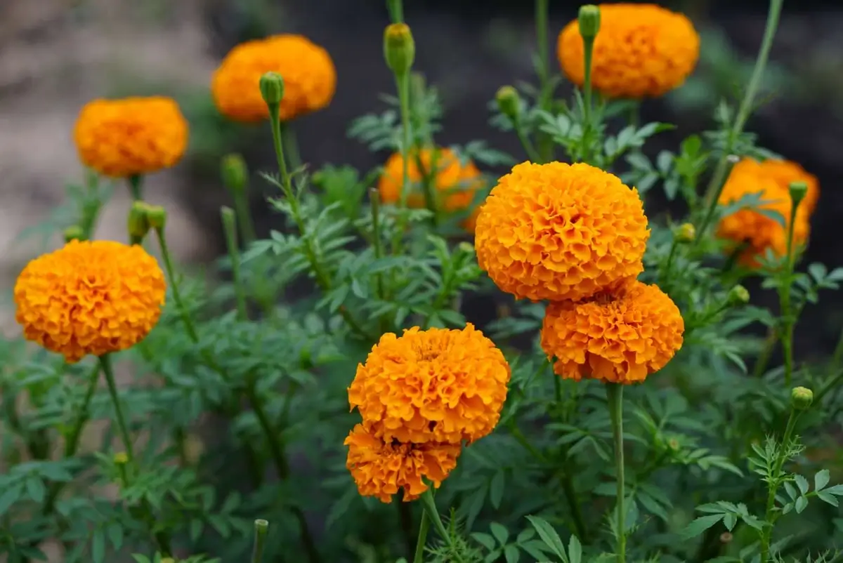 Mexican Marigolds