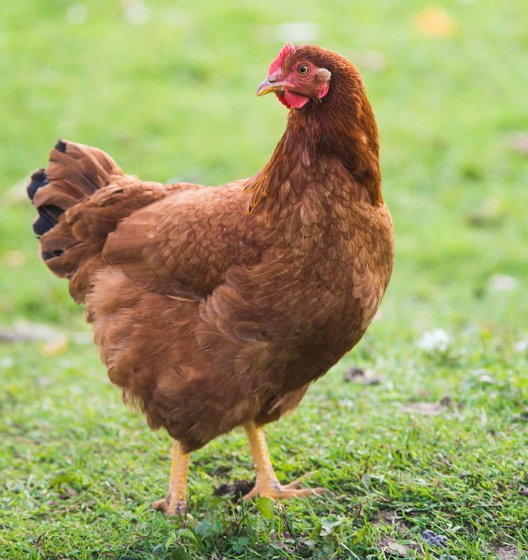 Rhode Island Red Chickens facts
