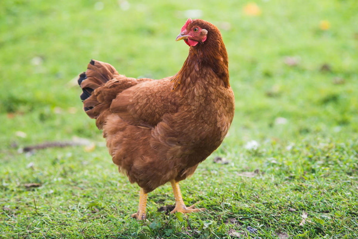 Rhode Island Red Chickens facts