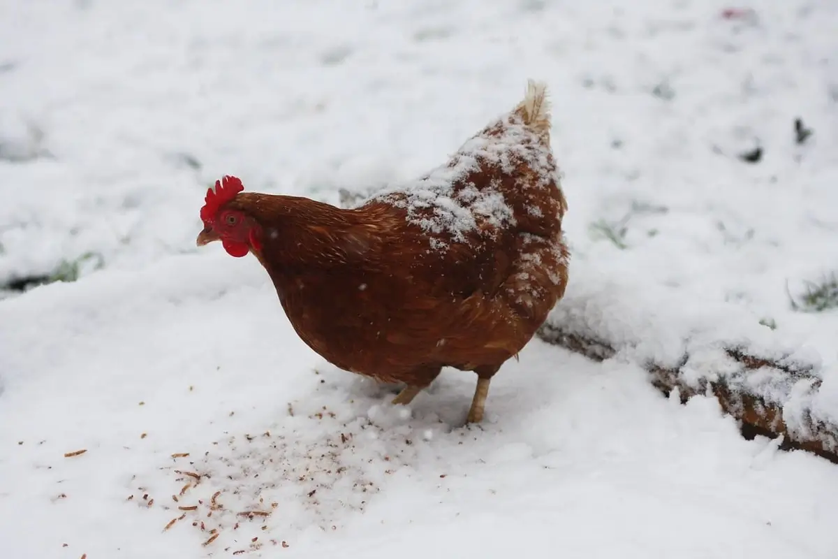 Rhode Island Red chicken braving a snowy landscape