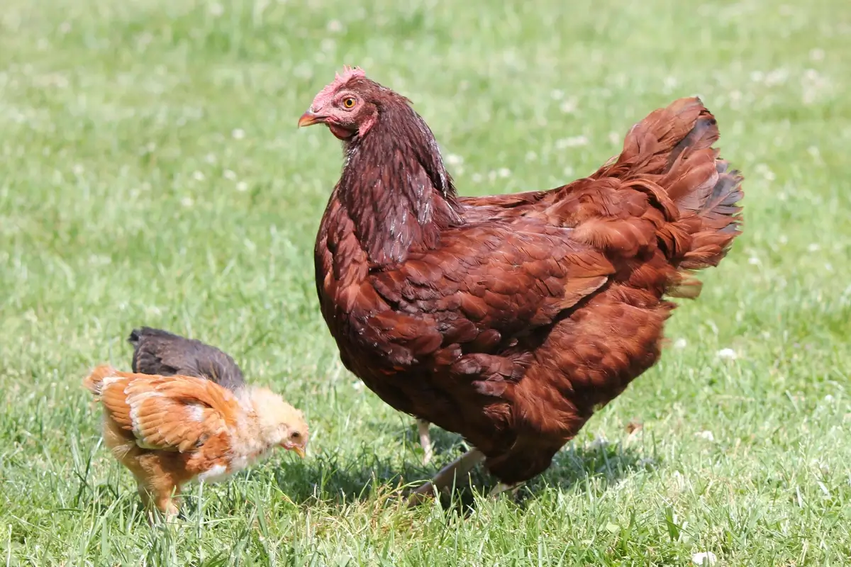 Rhode Island Red Chicken with Chicks