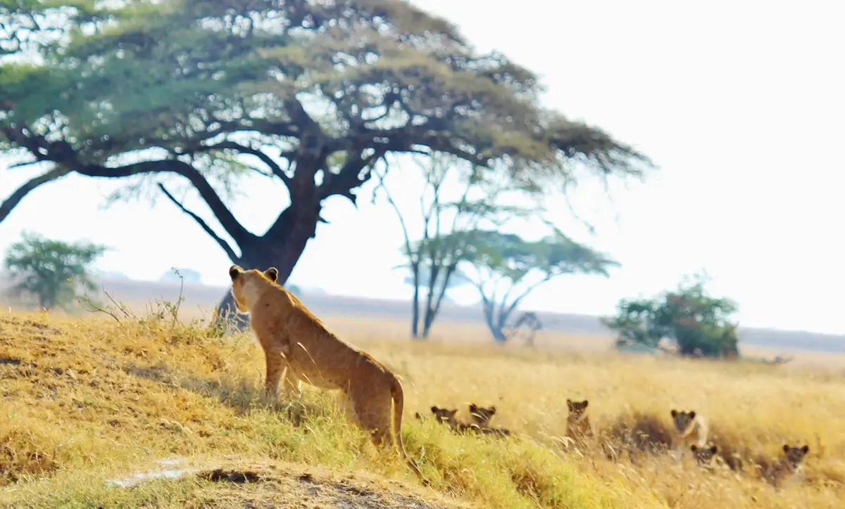 Lions in the savannah