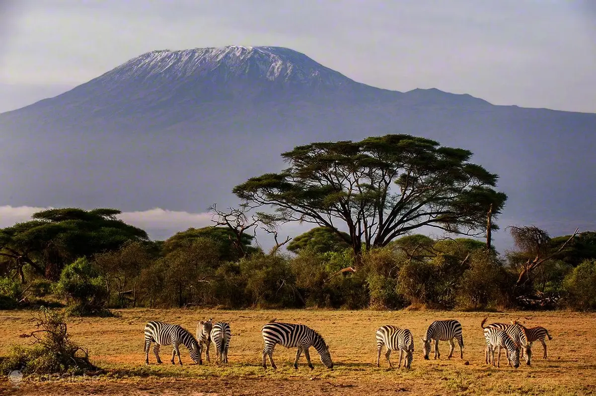 Mount Kilimanjaro in Amboseli National Park